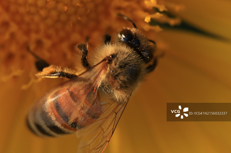 蜜蜂在花上的特写图片素材