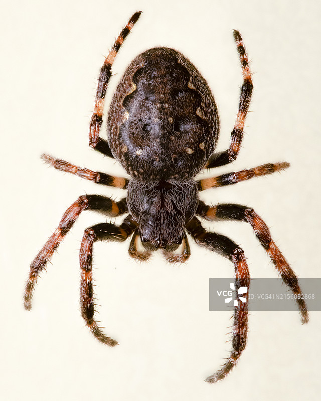 白色背景下的蜘蛛特写图片素材