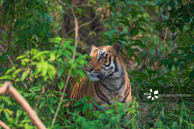 森林中老虎的特写图片素材