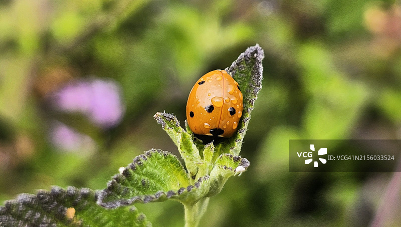 植物上的瓢虫特写，佩塔卢马，加利福尼亚州，美国图片素材