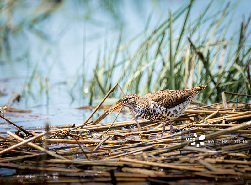 鹬鸟巢穴特写，美国新泽西州米德尔敦镇图片素材