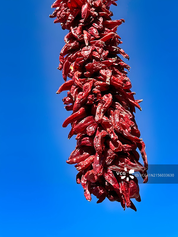 仰视角度拍摄的红色花朵，背景为晴朗的蓝天，圣达菲，新墨西哥州，美国图片素材