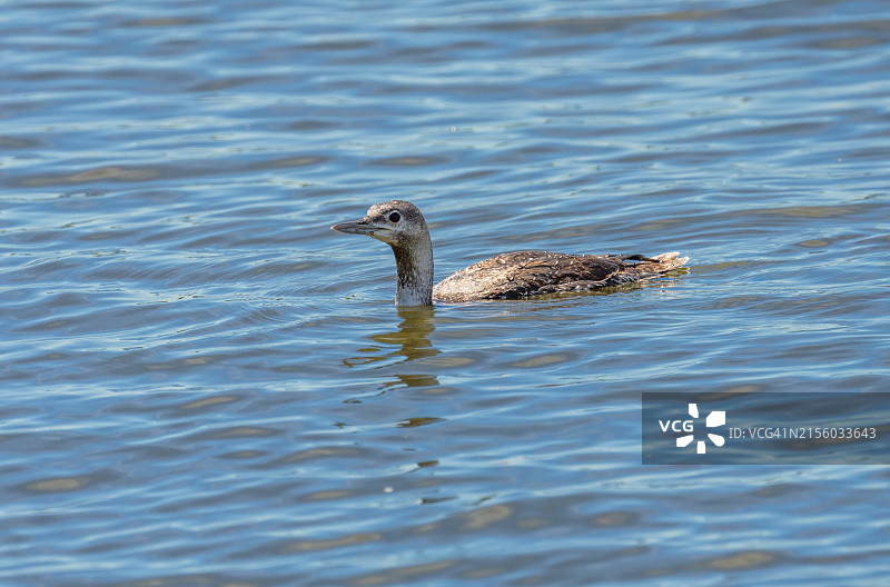 在湖中游泳的鸭子特写，米德尔敦镇，新泽西州，美国图片素材