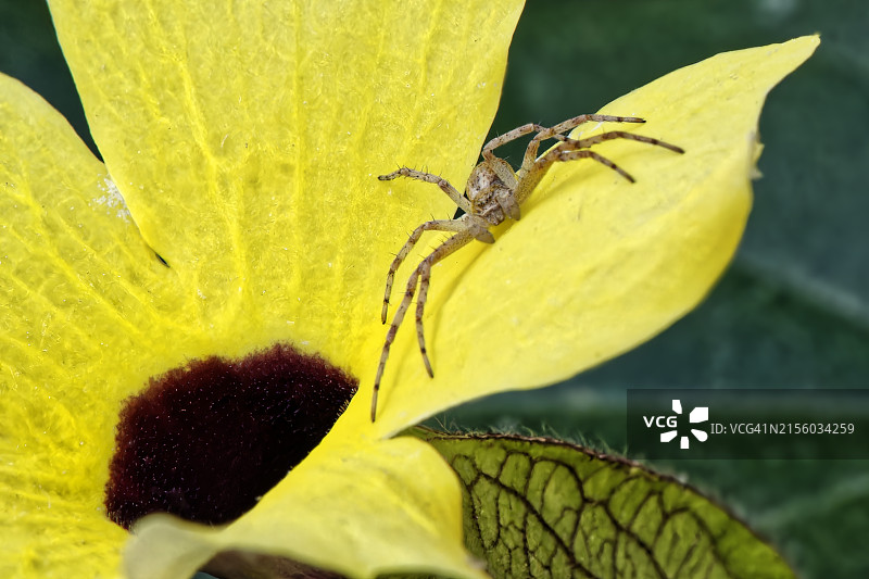 与蟹蛛面对面图片素材