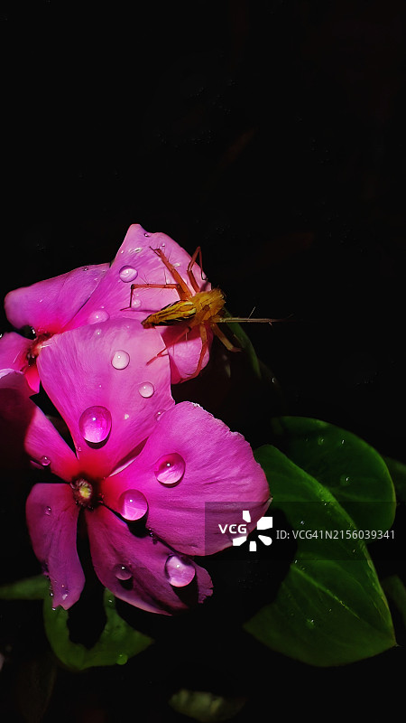 湿粉花的特写图片素材
