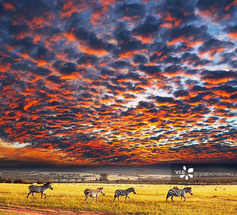 一群马图片素材