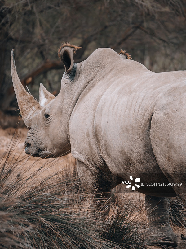 白色黑犀牛在田野上特写，刚果民主共和国波科图片素材