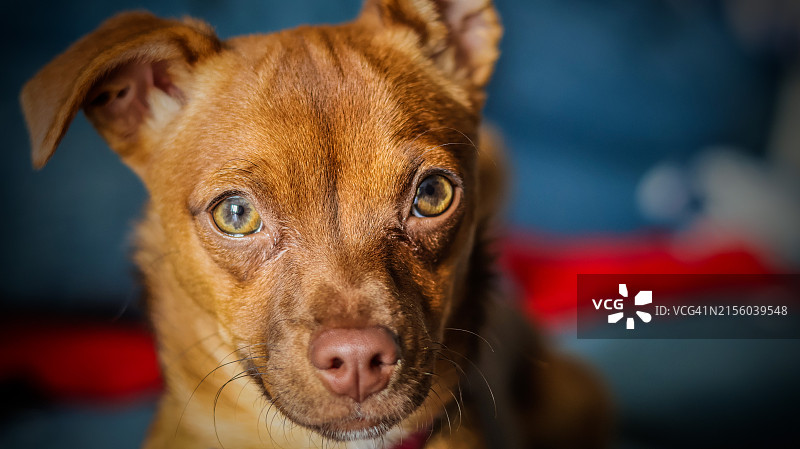 墨西哥的吉娃娃犬特写图片素材
