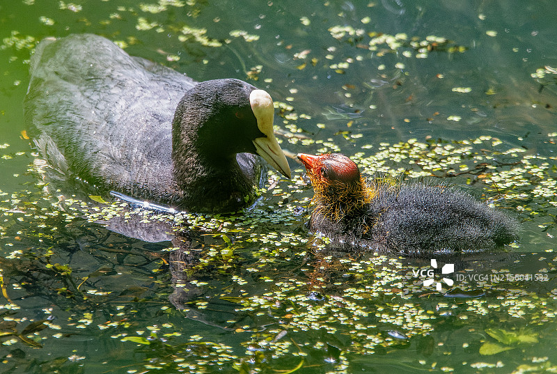 鸭子在湖中游泳的特写图片素材