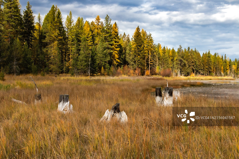 坐在草地上的狗的背影图片素材