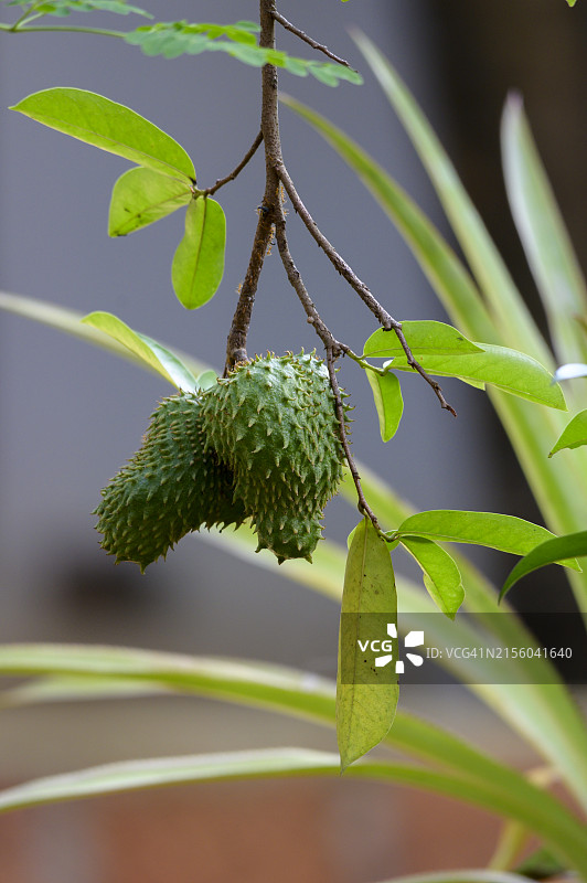 印度的植物特写图片素材