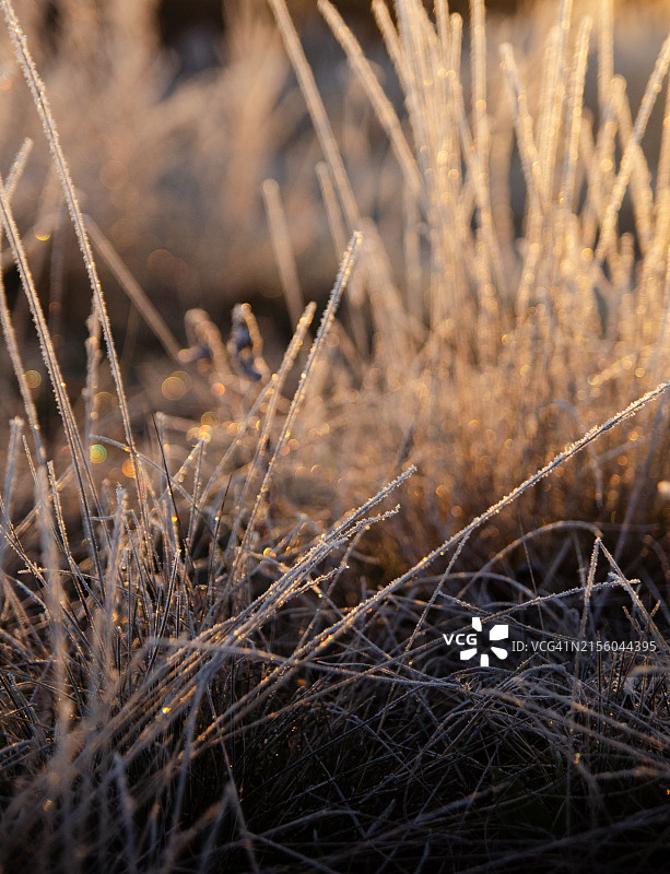 草地特写图片素材