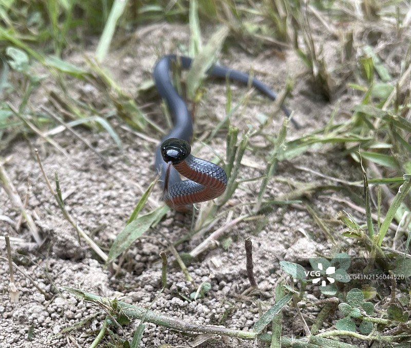 澳大利亚田野中蛇的特写图片素材