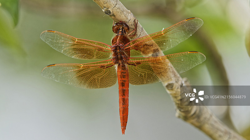 美国俄勒冈州蜻蜓特写图片素材