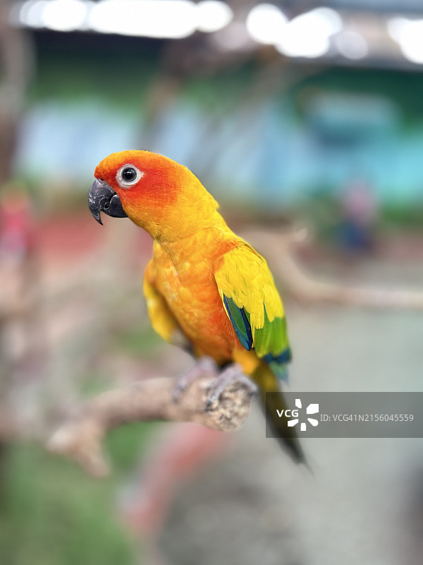 户外栖息的鹦鹉近景，印度泰米尔纳德邦图片素材