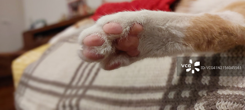 猫特写图片素材