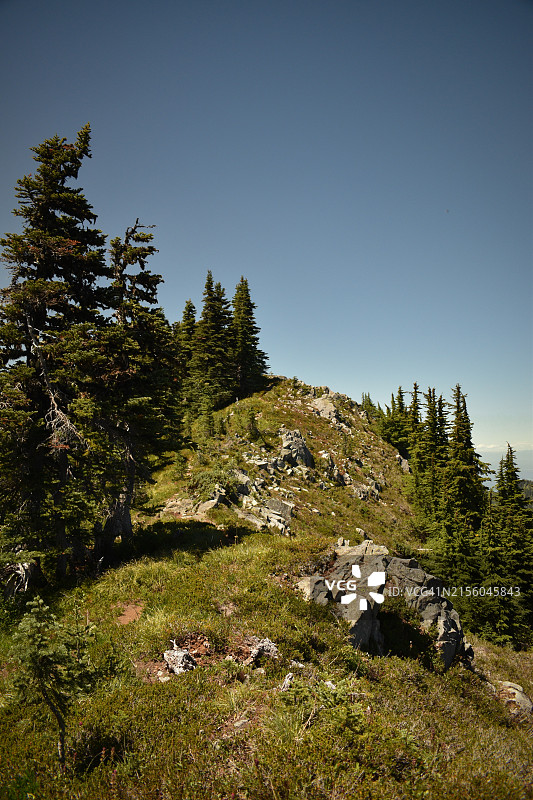 美国华盛顿州晴空下的田野树木图片素材
