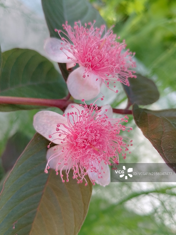 粉色花朵的特写图片素材