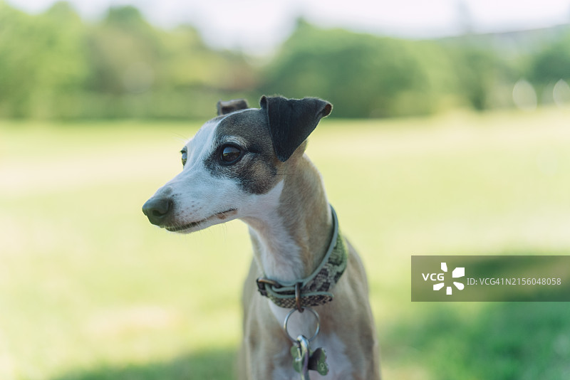 意大利格力犬特写图片素材