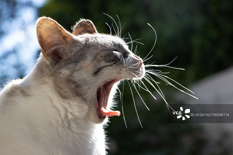 猫咪打哈欠的特写图片素材