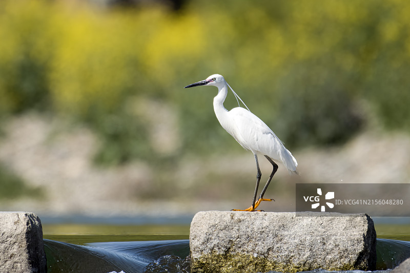 栖息在岩石上的白鹭特写图片素材