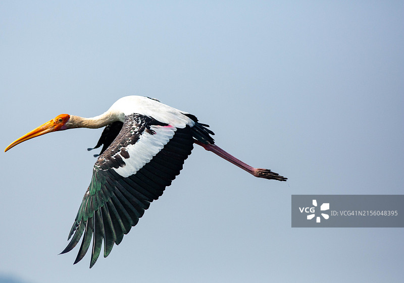 仰视视角拍摄的鹳鸟，背景为晴朗的天空图片素材