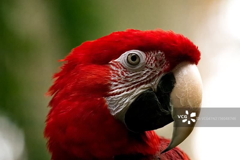 金刚鹦鹉特写，美国俄克拉荷马州塔尔萨图片素材
