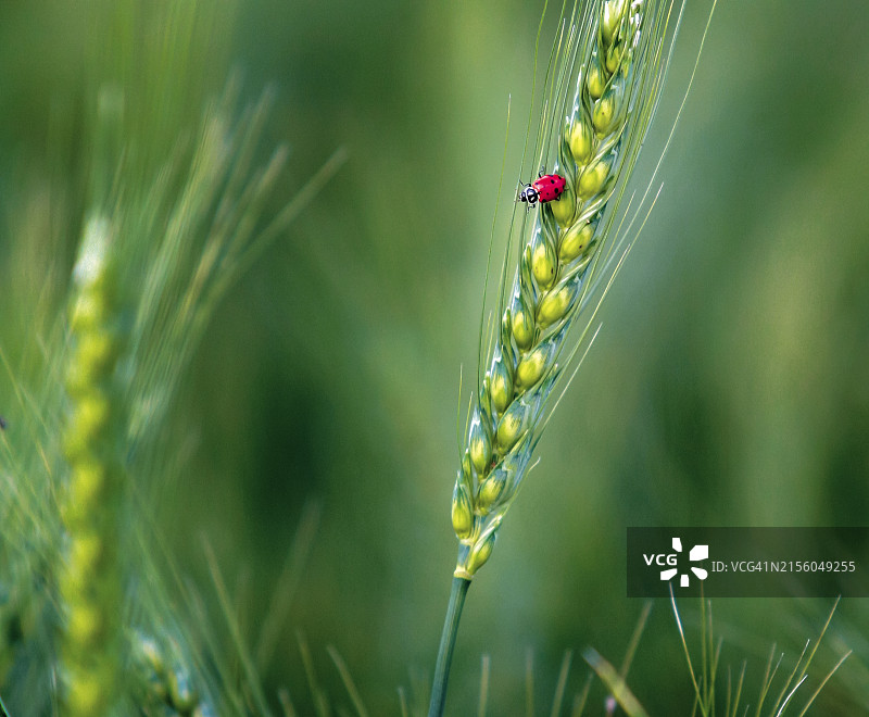 美国华盛顿州瓦拉瓦拉，植物上的昆虫特写图片素材