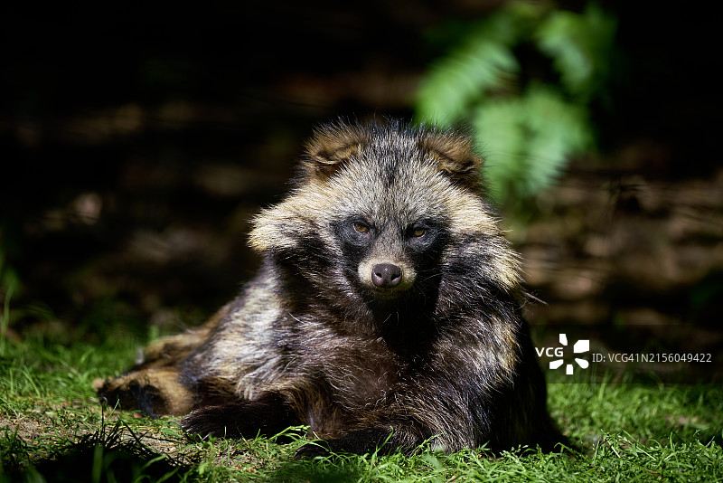 田野里坐着的熊的 портрет图片素材