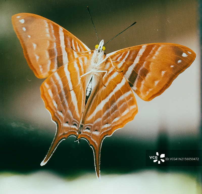 哥斯达黎加蝴蝶特写图片素材