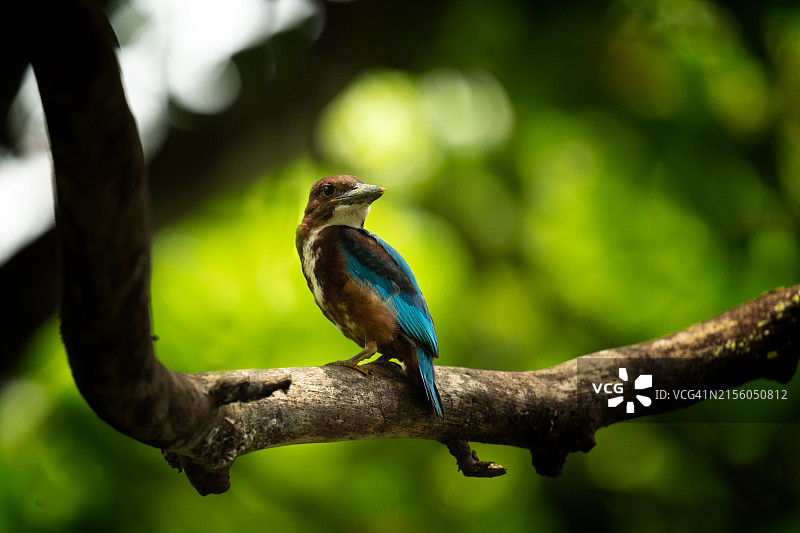 栖息在树枝上的翠鸟特写图片素材
