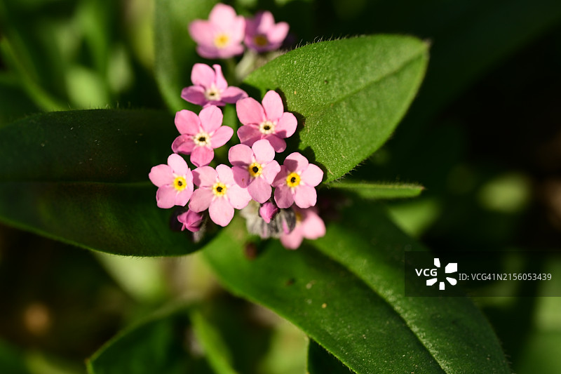 开花植物的特写图片素材