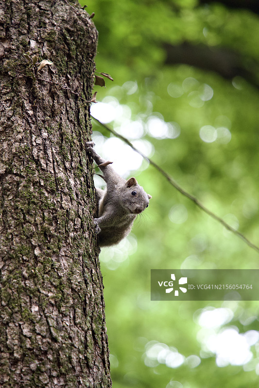 灰色松鼠在中国浙江杭州树上的特写图片素材