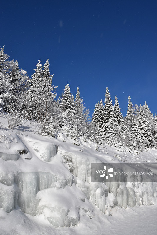仰视蓝天下覆盖白雪的树木图片素材