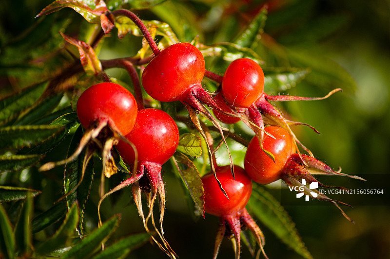植物上生长的红色浆果特写图片素材