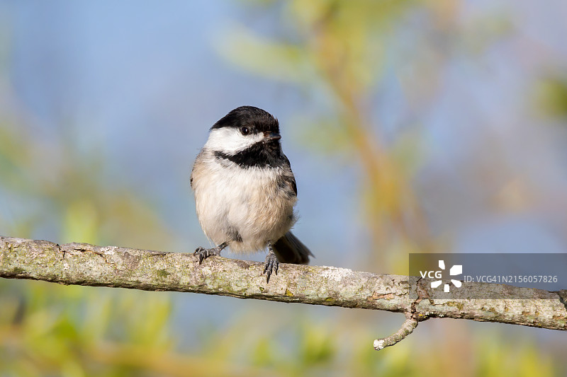 山雀栖息于树枝特写图片素材