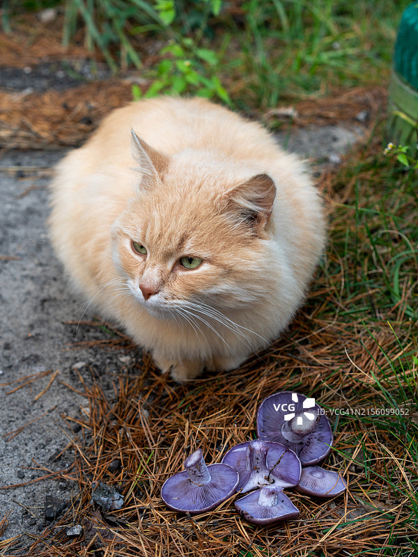 俄罗斯坐在草地上的猫特写图片素材