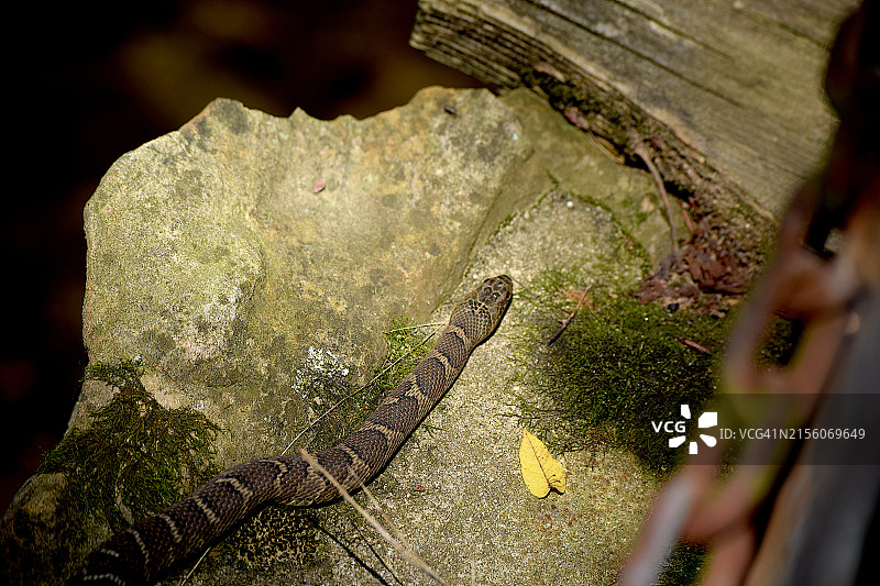 北方水蛇图片素材