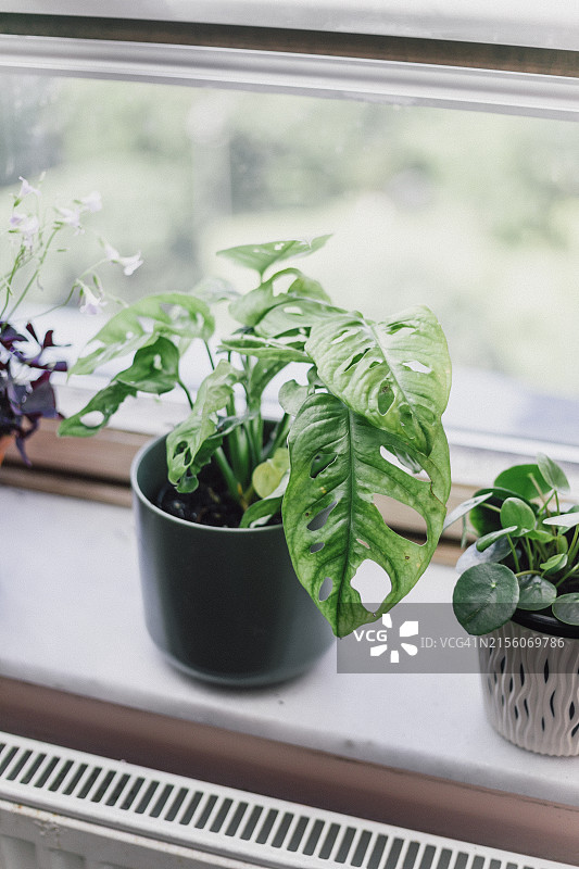 窗台上的盆栽植物图片素材
