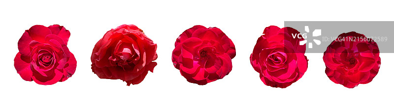 白色背景上的红色玫瑰图片素材