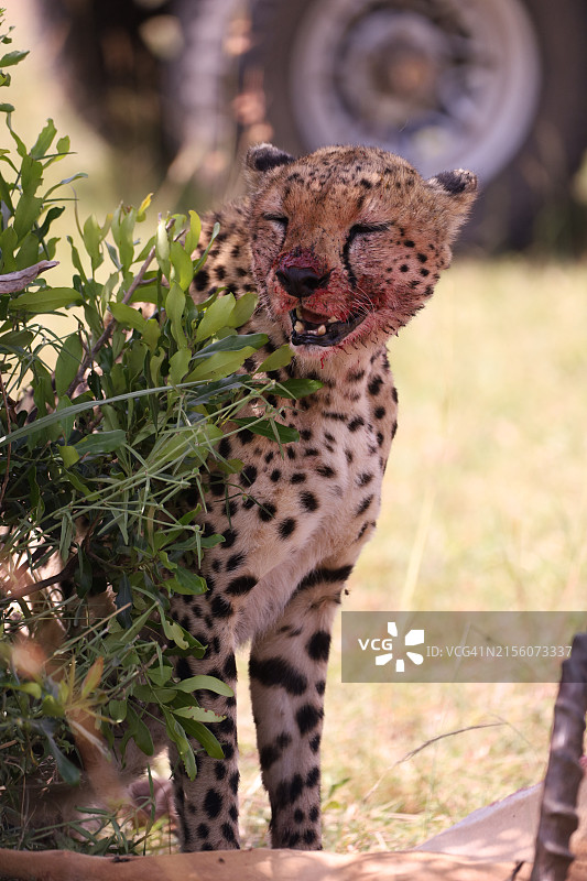 猎豹在肯尼亚卡加多原野上的特写图片素材