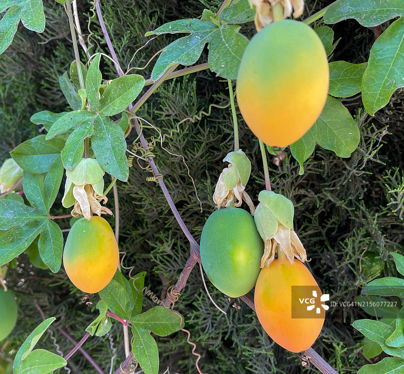 蓝色西番莲果实图片素材