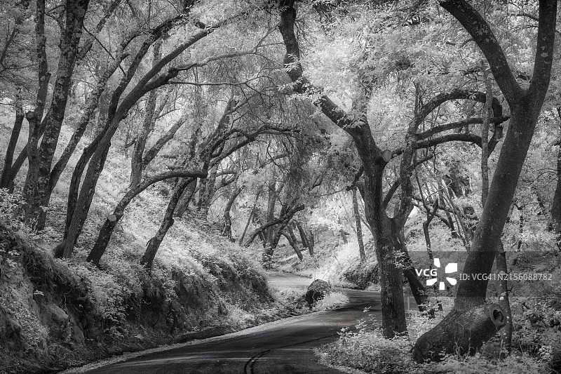 加利福尼亚州圣路易斯奥比斯波县的乡村小路图片素材