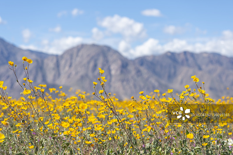 安沙博雷戈沙漠州立公园的野花图片素材