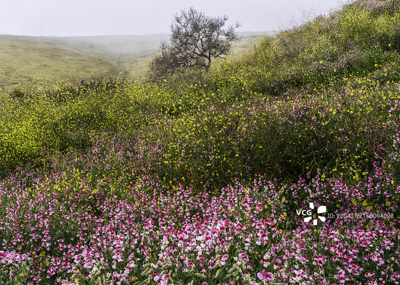 加利福尼亚州圣路易斯奥比斯波县的香豌豆野花和黄色芥末图片素材