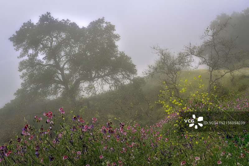 加利福尼亚州圣路易斯奥比斯波县的雾中香豌豆、芥菜野花和橡树图片素材