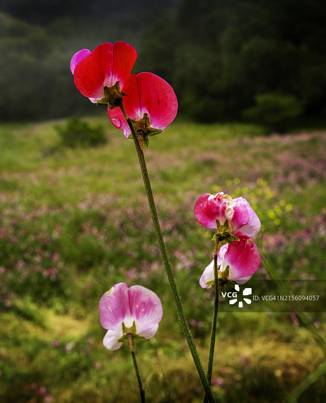 加利福尼亚州圣路易斯奥比斯波县的香豌豆野花图片素材