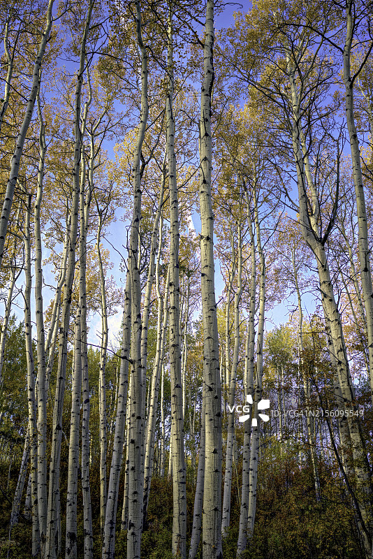 秋季白杨树林（竖版）图片素材