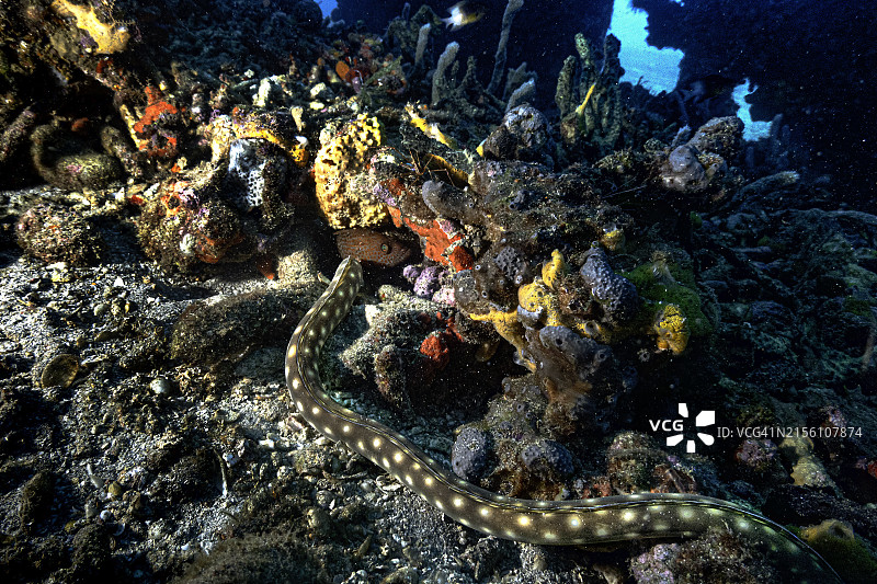 珊瑚礁底部的尖尾鳗图片素材