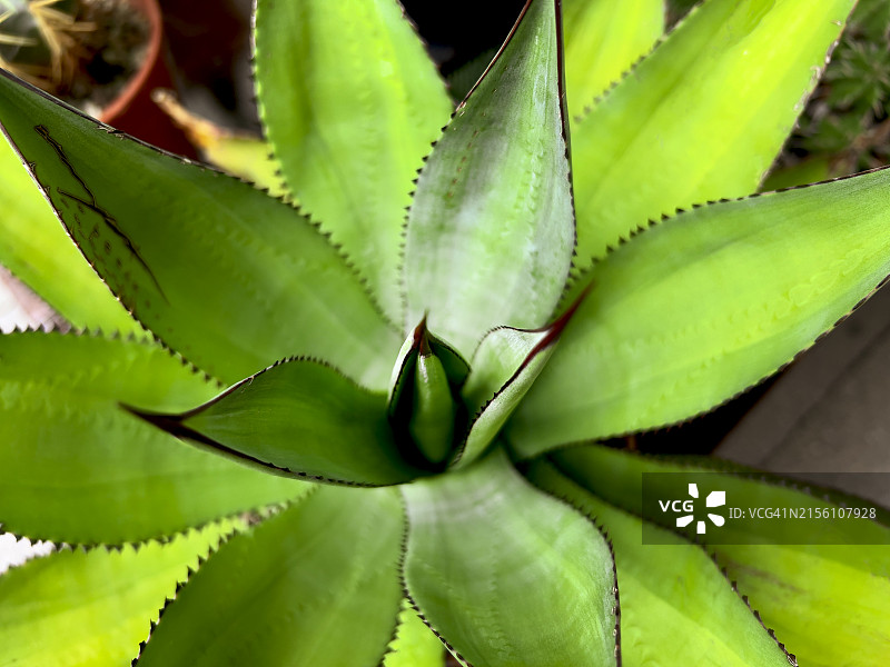 芦荟植物背景图片素材